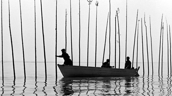 Le plantage des harts dans Pour la suite du monde de Pierre Perrault et Michel Brault (1962, ©ONF)