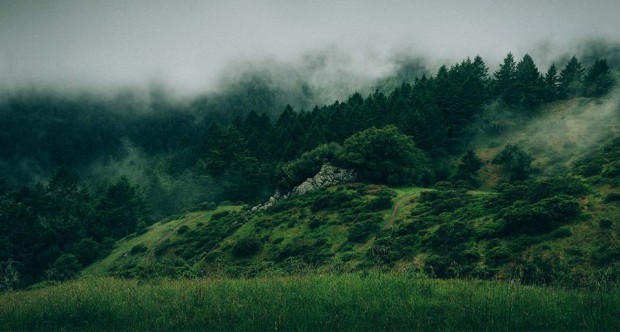 Une forêt verdoyante et brumeuse : visuel du film Les Affamés de Robin Aubert (source : site web du film)
