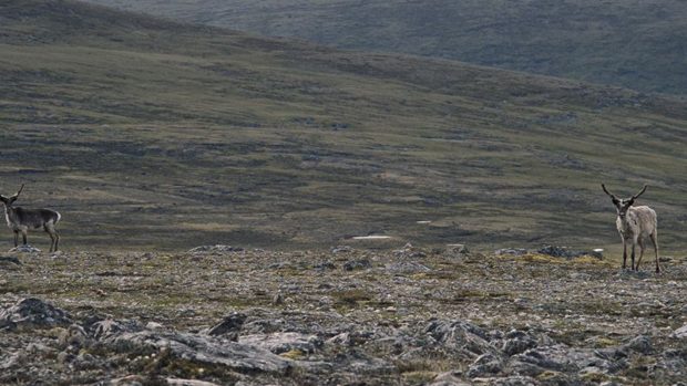 Image de caribous, extraite du film Tuktuq de Robin Aubert