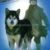 Pochette VHS du film Kayla - On y voit le garçon et son chien sur fond bleu