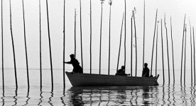 Le plantage des harts dans Pour la suite du monde de Pierre Perrault et Michel Brault (1962, ©ONF)